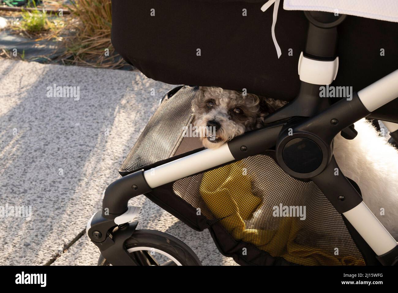dog sitting in the basket of a newborn stroller Stock Photo