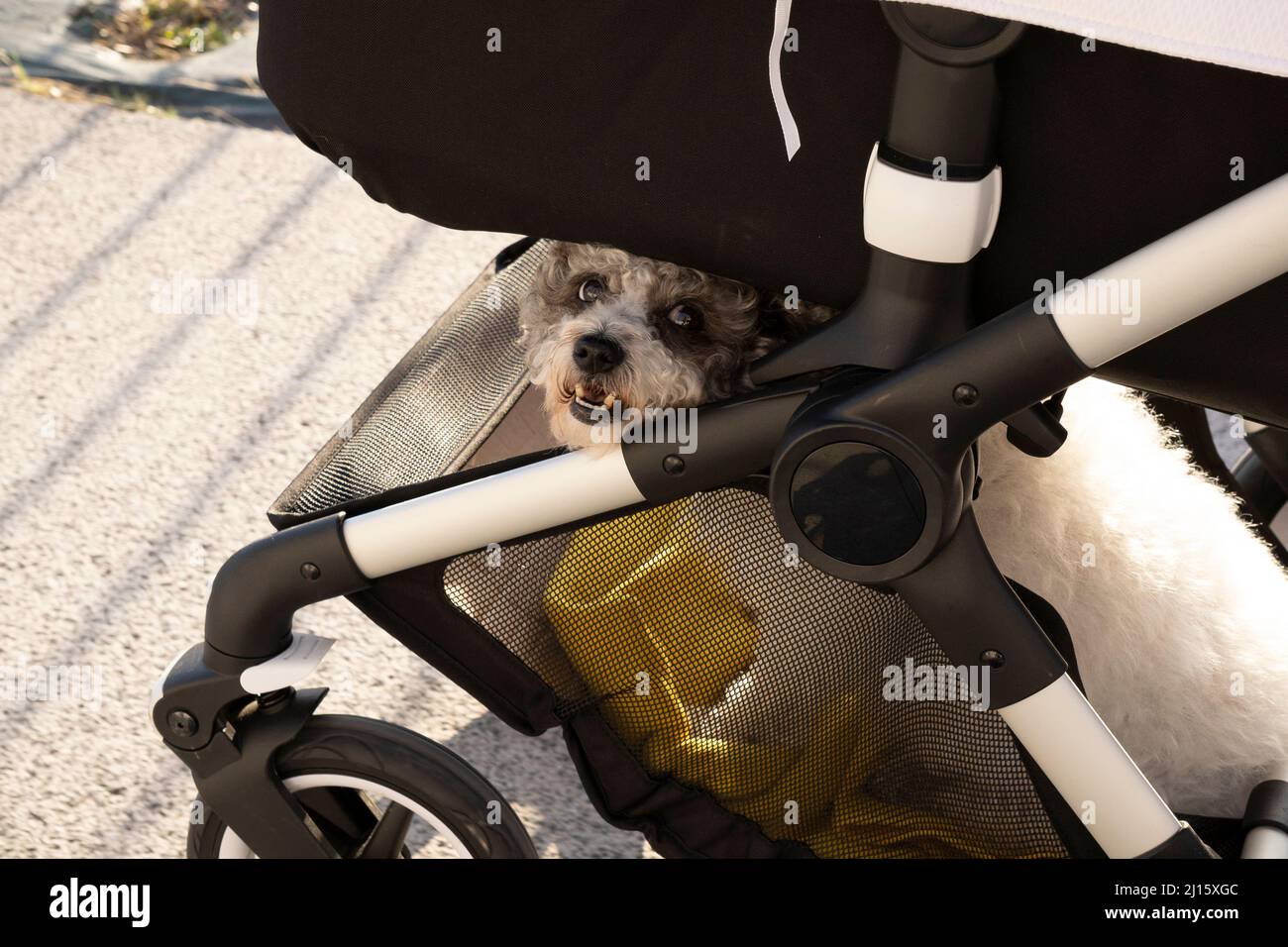 dog sitting in the basket of a newborn stroller Stock Photo
