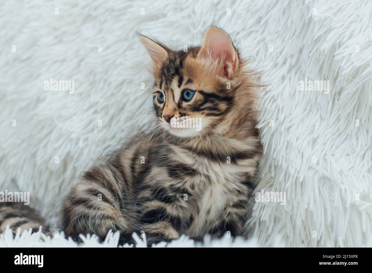 Cute dark grey charcoal long-haired bengal kitten sitting on a furry  blanket Stock Photo - Alamy