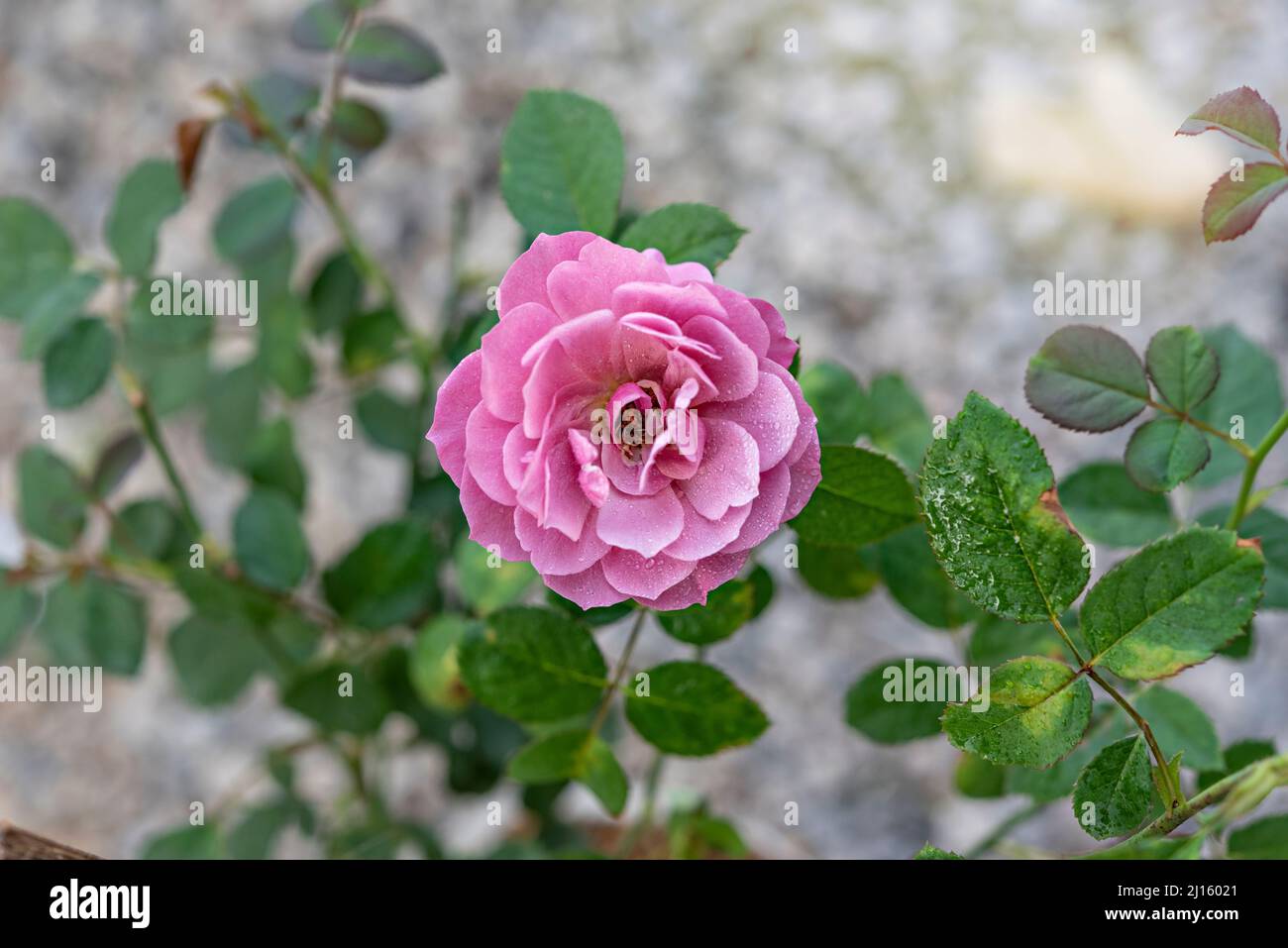 Close up of beautiful fresh rose flower in green garden Stock Photo