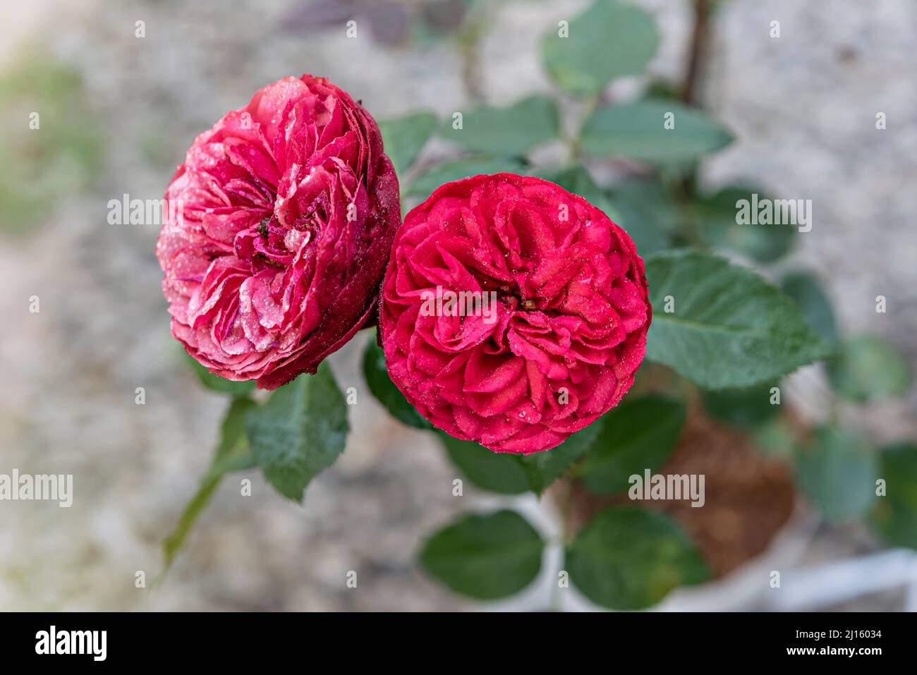 Close up of beautiful fresh red rose flower in green garden Stock Photo