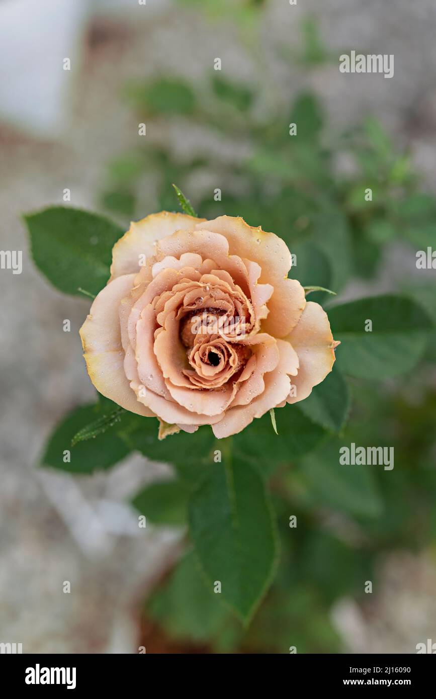 Close up of beautiful fresh yellow rose flower in green garden Stock Photo