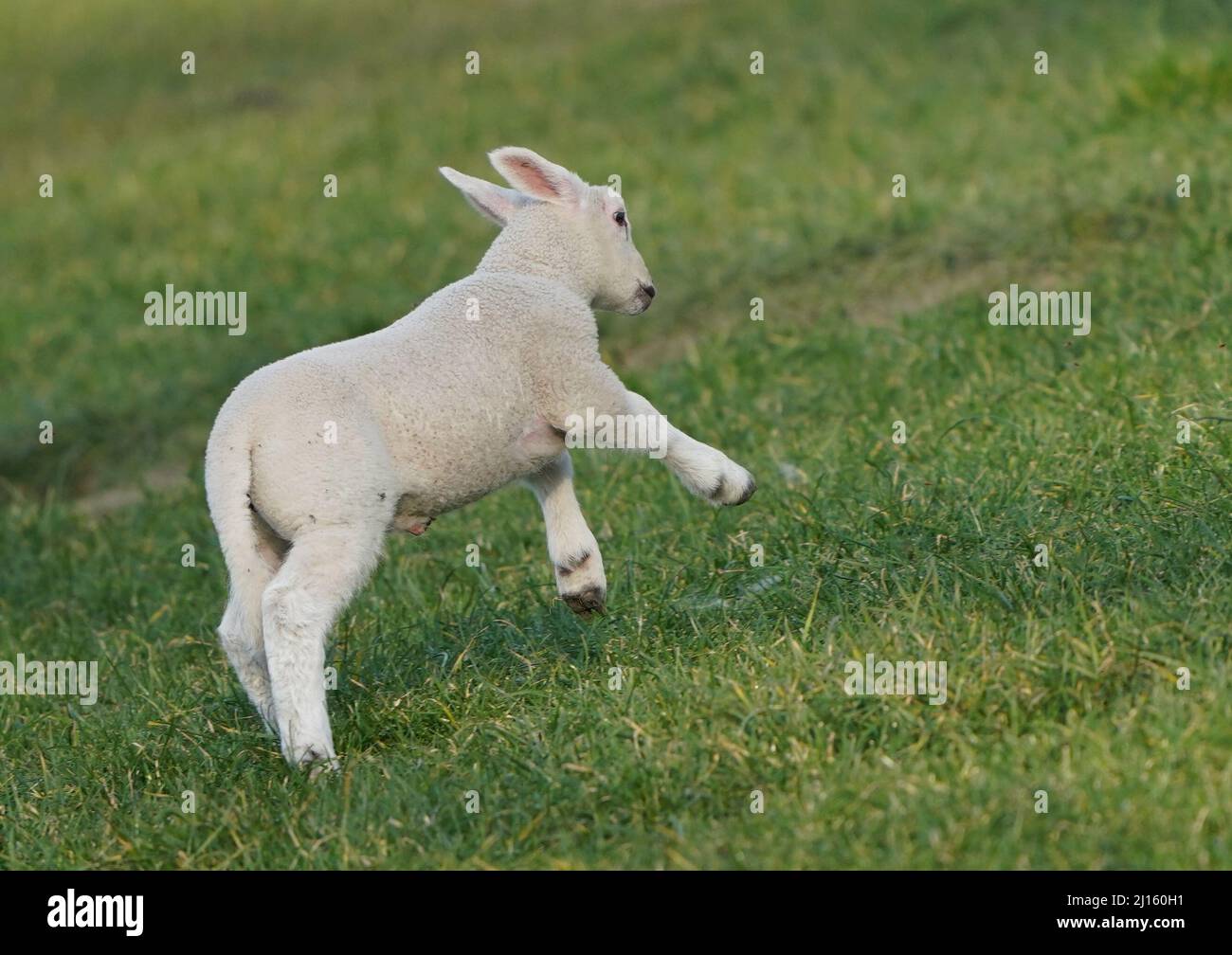 Wesselburenerkoog, Germany. 21st Mar, 2022. An Easter lamb runs across a meadow. Little lambs are currently romping across meadows and dikes on spindly legs. The cute balls of wool are not only photo motifs, but also coastal protectors. Credit: Marcus Brandt/dpa/Alamy Live News Stock Photo