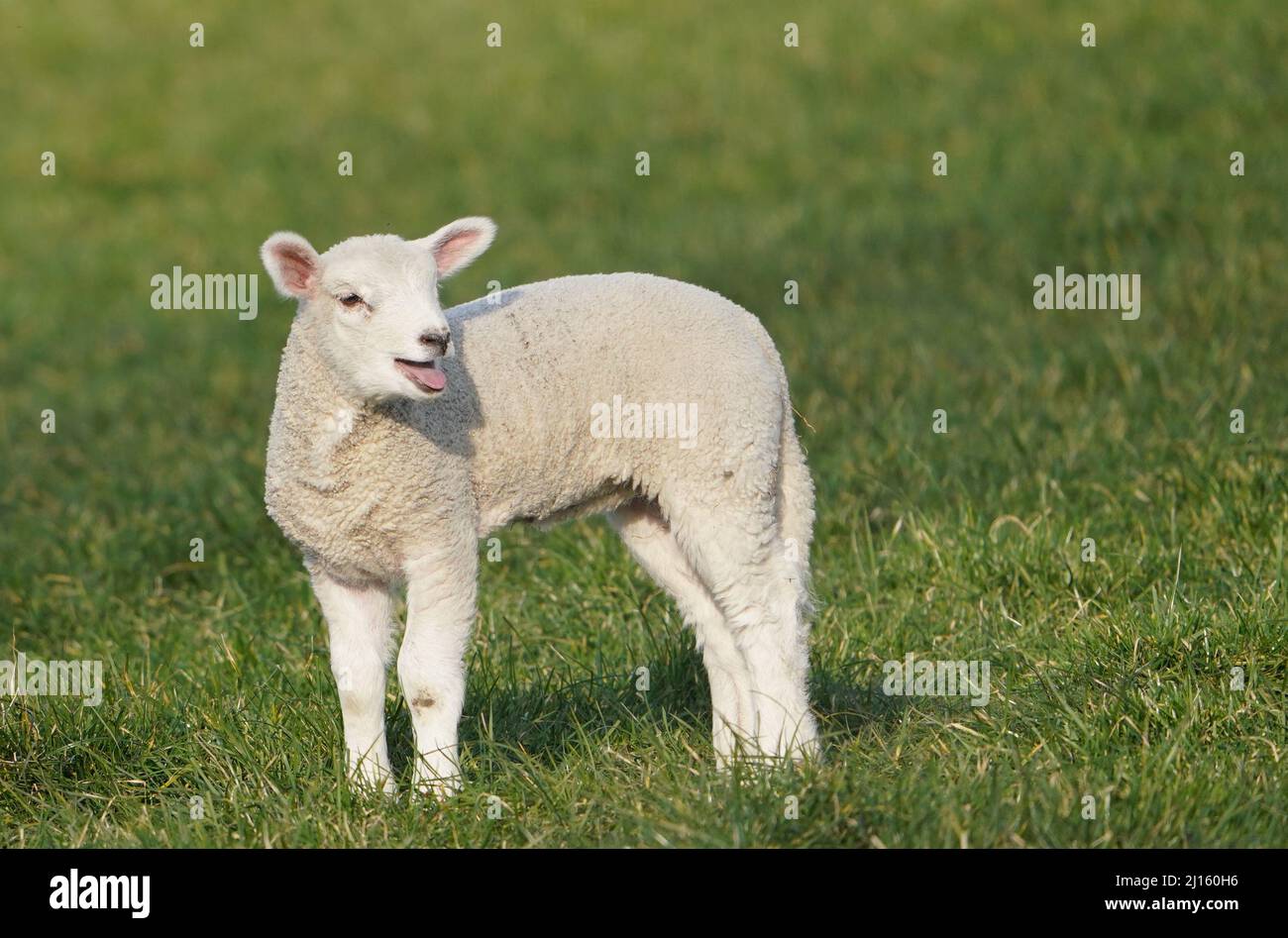 Wesselburenerkoog, Germany. 21st Mar, 2022. An Easter lamb stands in a meadow. Little lambs are currently romping across meadows and dikes on spindly legs. The cute balls of wool are not only photo motifs, but also coastal protectors. Credit: Marcus Brandt/dpa/Alamy Live News Stock Photo