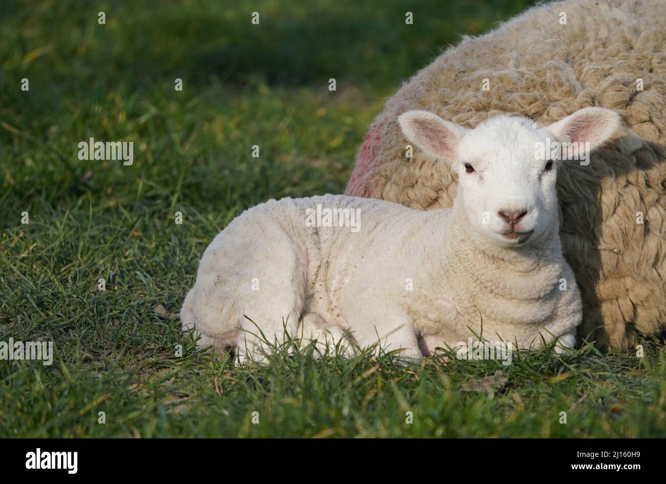 Wesselburenerkoog, Germany. 21st Mar, 2022. An Easter lamb lies in a meadow. Little lambs are currently romping across meadows and dikes on spindly legs. The cute balls of wool are not only photo motifs, but also coastal protectors. Credit: Marcus Brandt/dpa/Alamy Live News Stock Photo