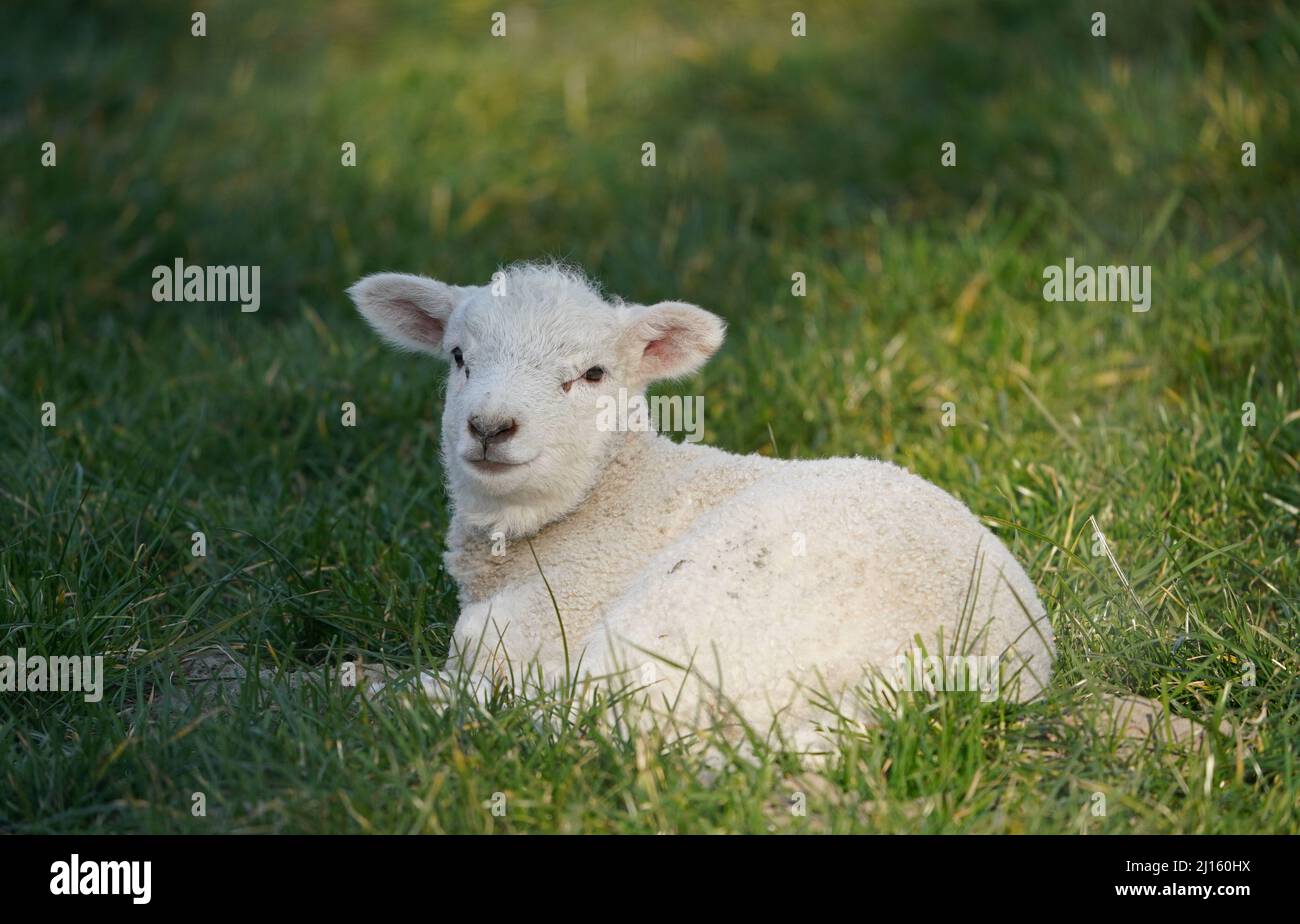 Wesselburenerkoog, Germany. 21st Mar, 2022. An Easter lamb lies in a meadow. Little lambs are currently romping across meadows and dikes on spindly legs. The cute balls of wool are not only photo motifs, but also coastal protectors. Credit: Marcus Brandt/dpa/Alamy Live News Stock Photo