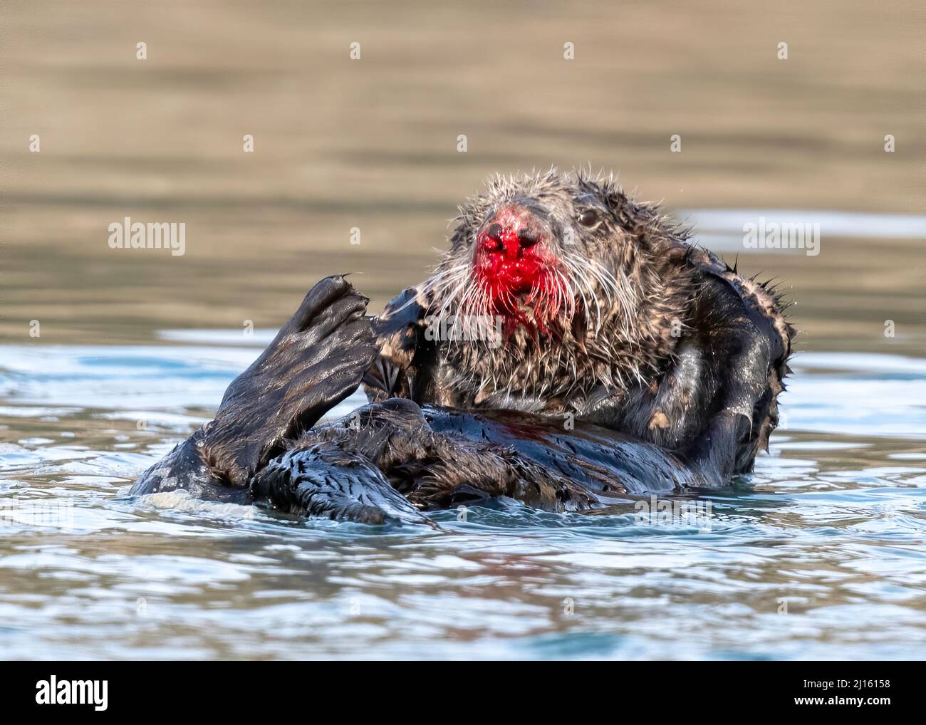 Sea Otter (Enhydra ultras) with bloody nose after mating Stock Photo
