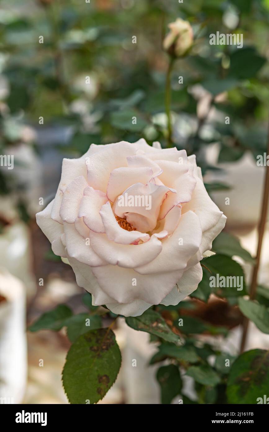 Close up of beautiful fresh rose flower in green garden Stock Photo