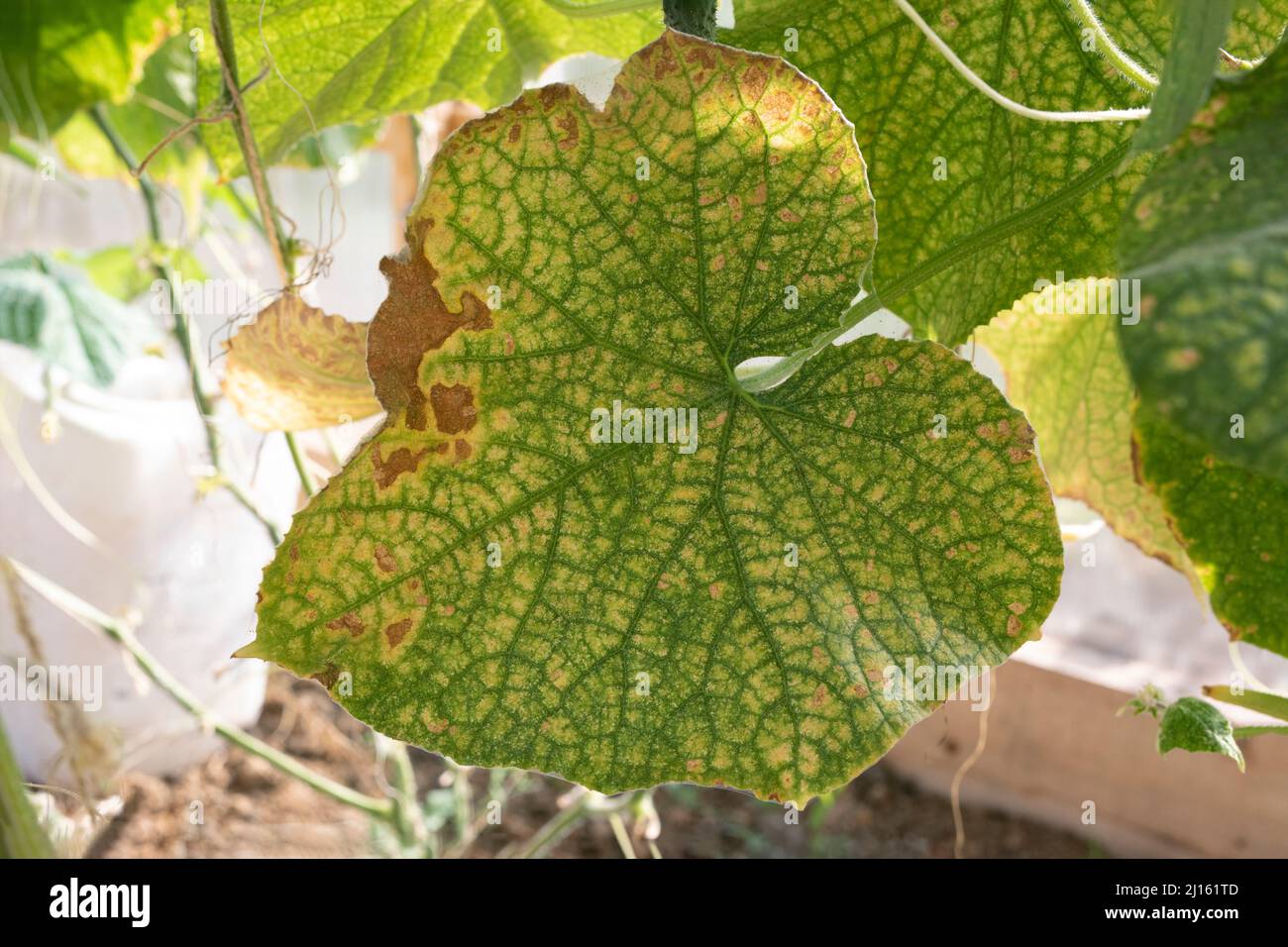 Red spider mite colony infestation on vegetable cucumber leaves. Insect concept. Stock Photo