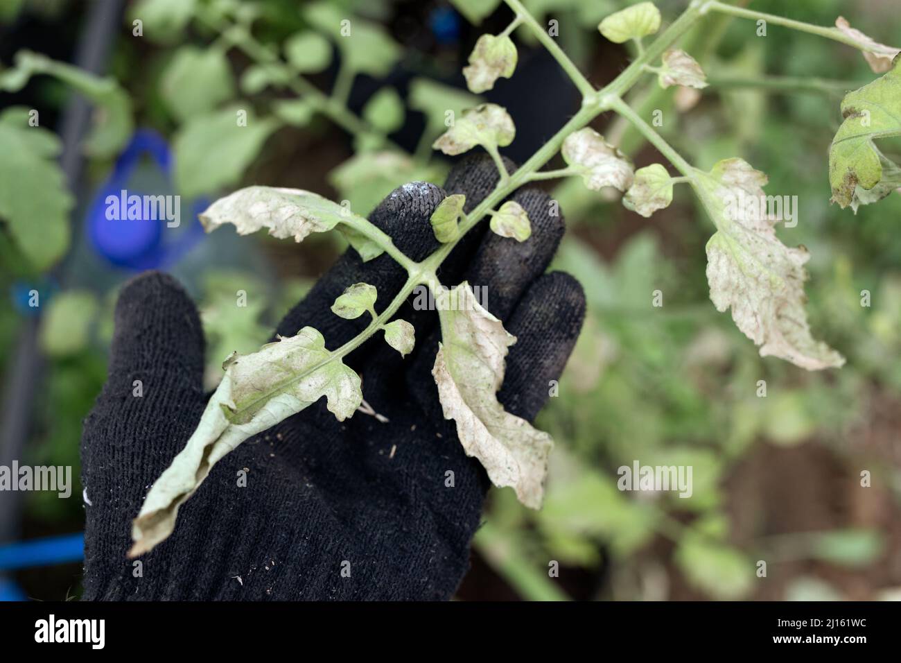 fusarium symptom in soybean, plant disease, plant pathology Wilt disease caused by fungus. disease viral diseases and biological pests and physiologic Stock Photo