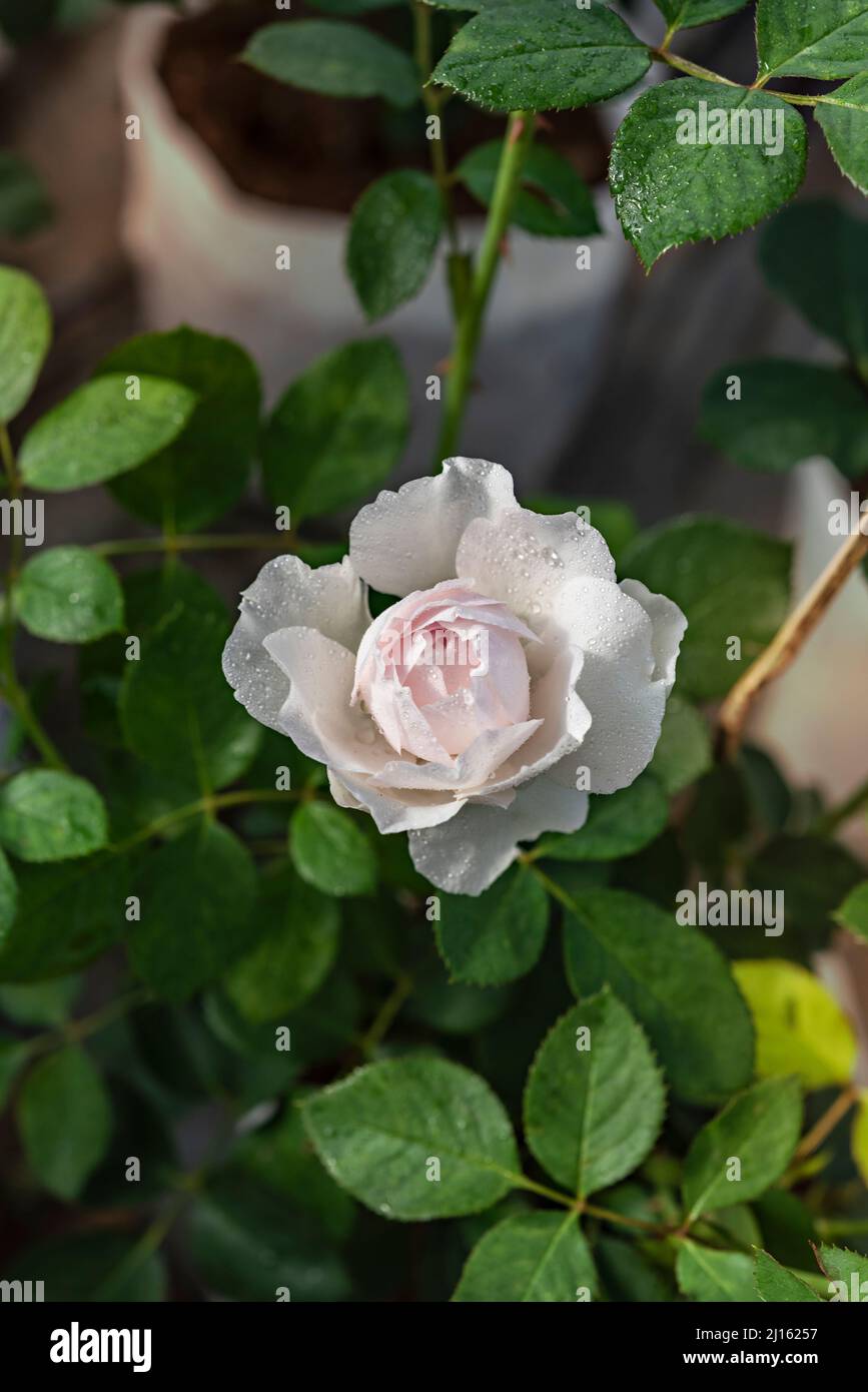 Close up of beautiful fresh white rose flower in green garden Stock Photo