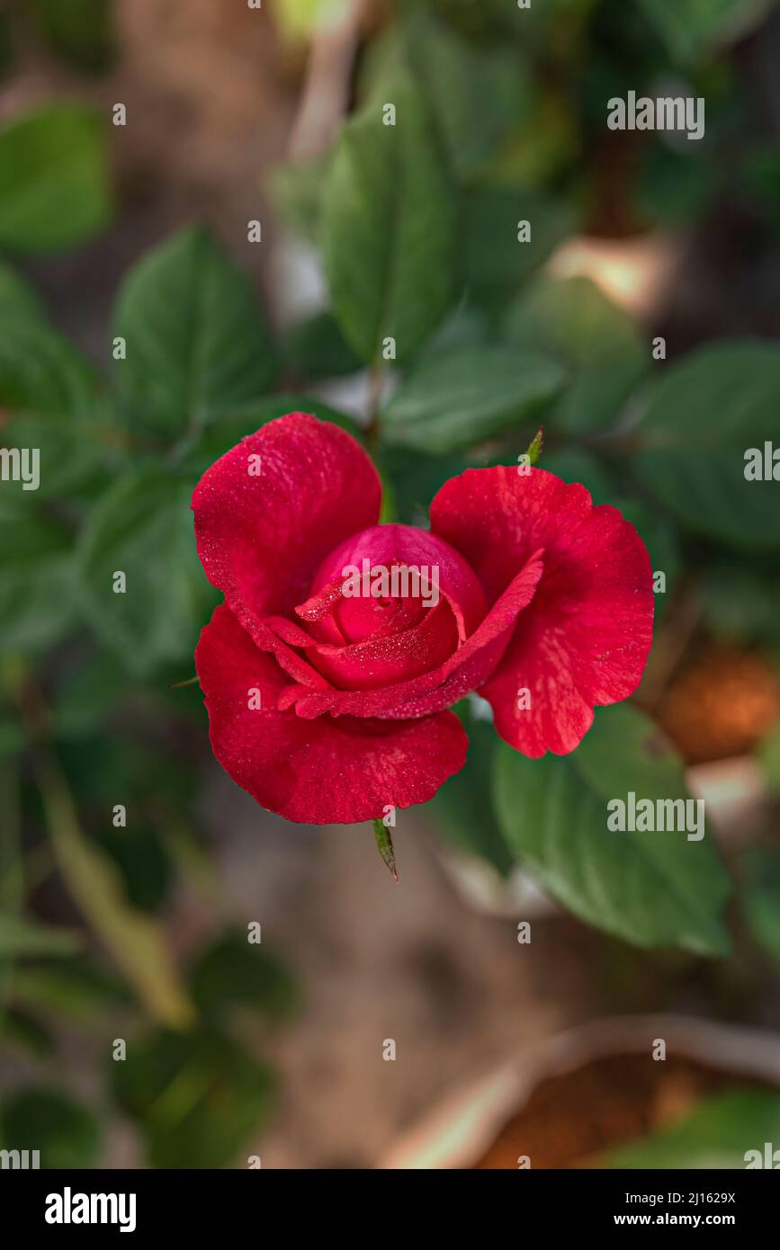 Close up of beautiful fresh red rose flower in green garden Stock Photo