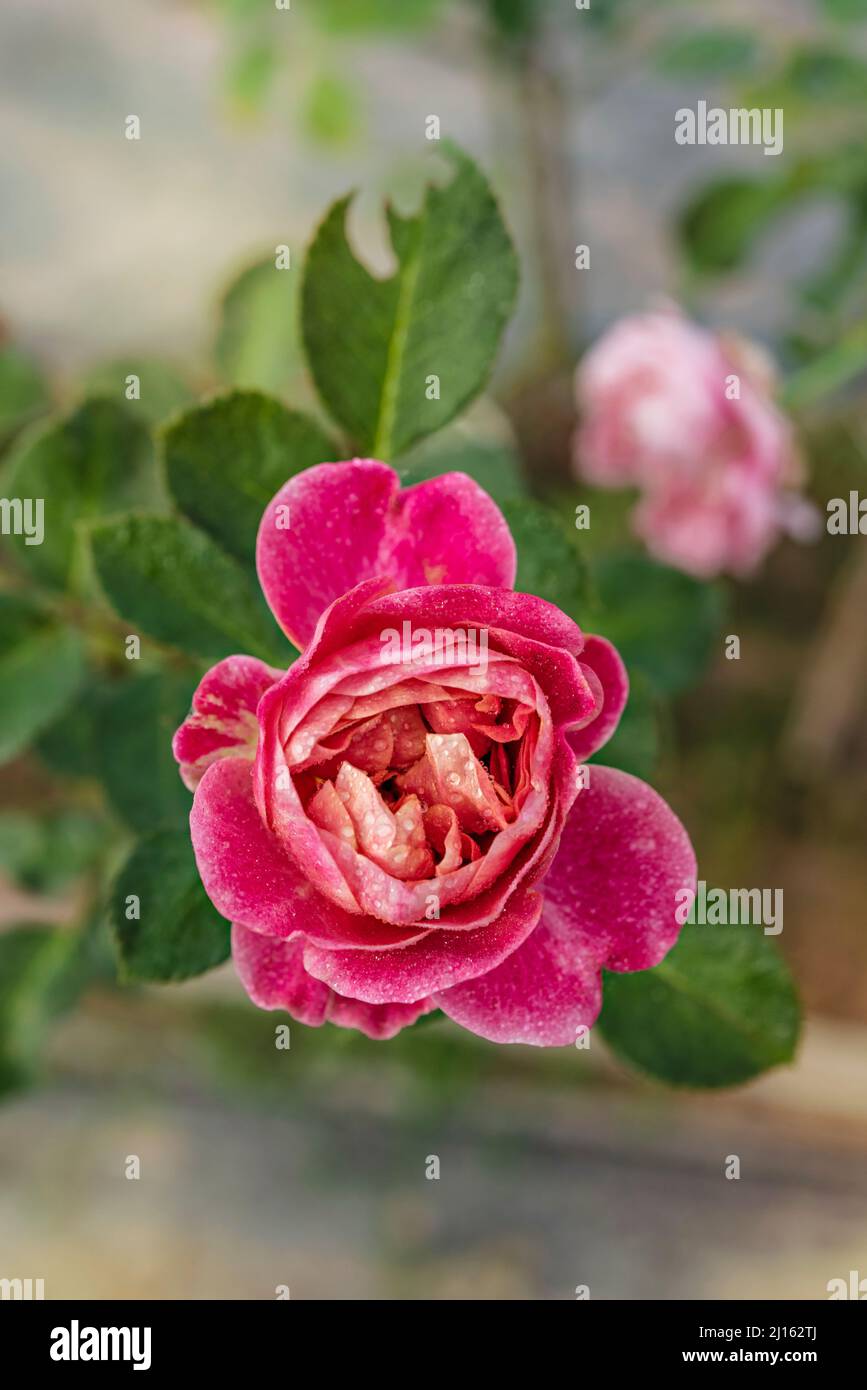 Close up of beautiful fresh pink rose flower in green garden Stock Photo