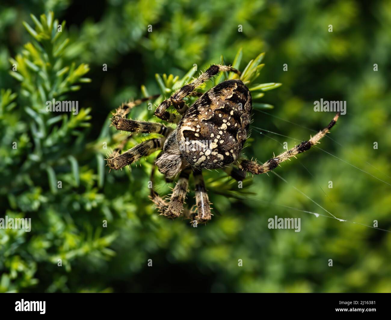 A European garden spider on a plant in the sun Stock Photo