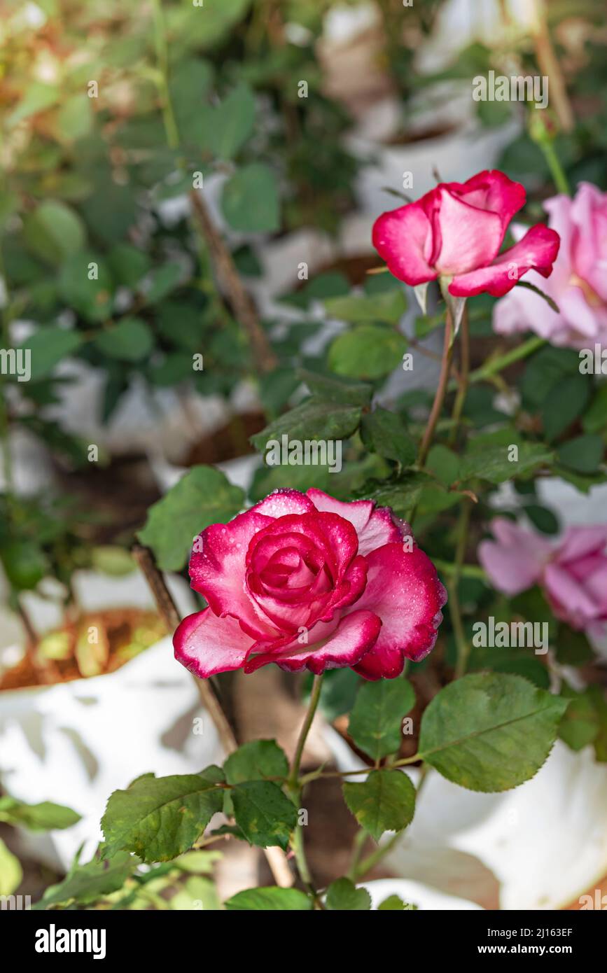 Close up of beautiful fresh pink rose flower in green garden Stock Photo