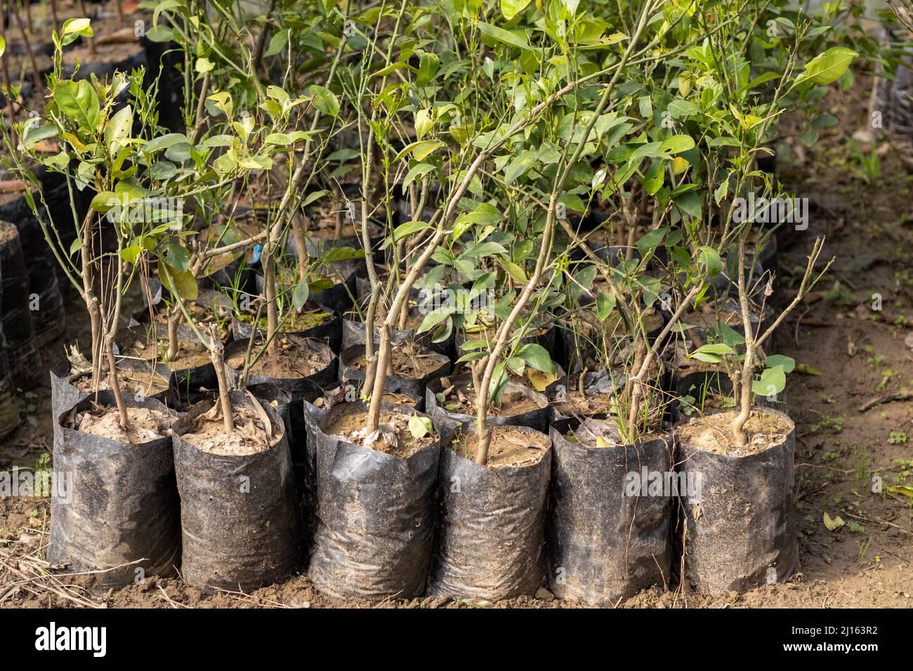 orange fruit trees growing in a greenhouse Stock Photo Alamy