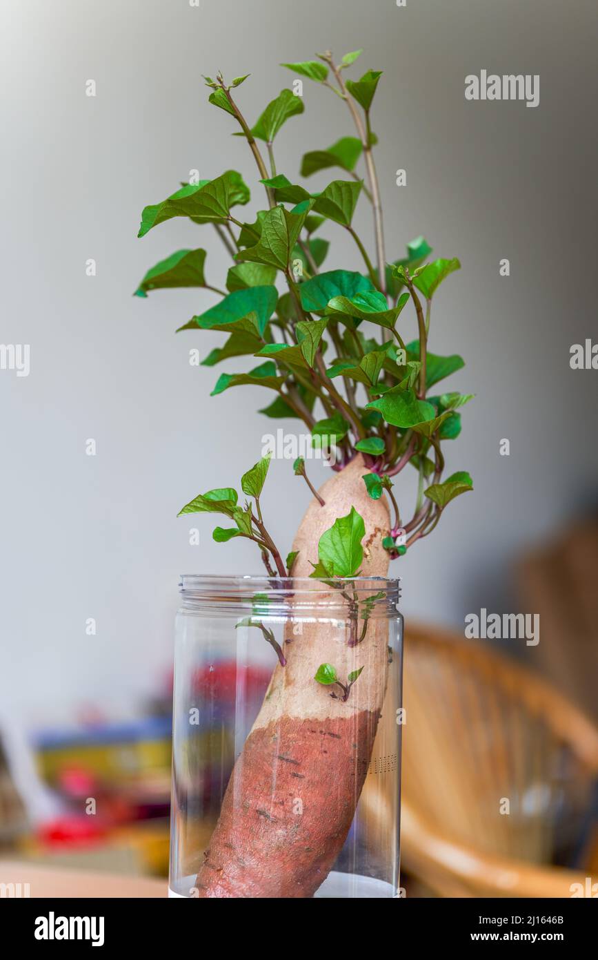 A sweet potato grown hydroponic plant pot Stock Photo - Alamy