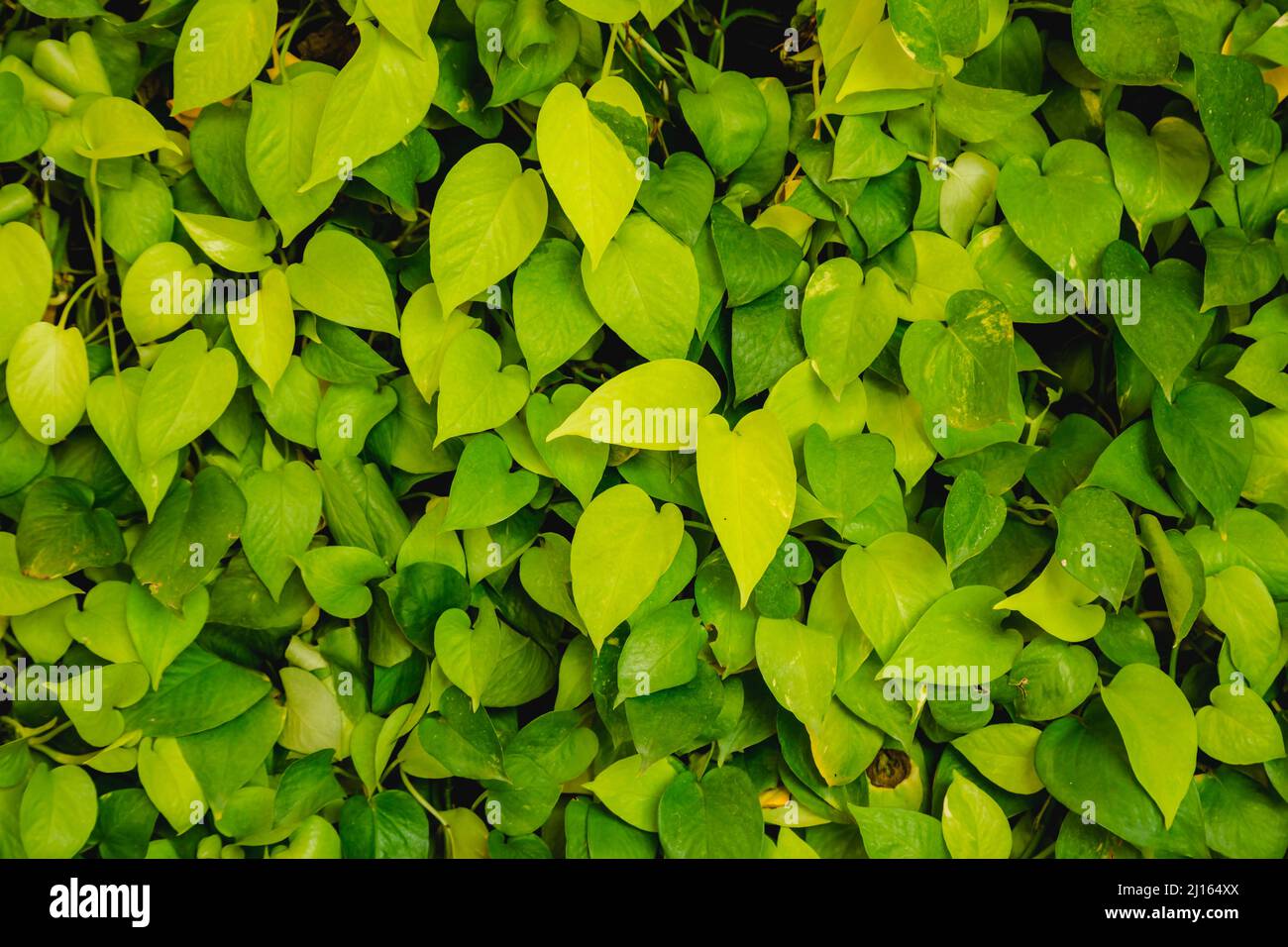 Green leaf wall background Stock Photo Alamy