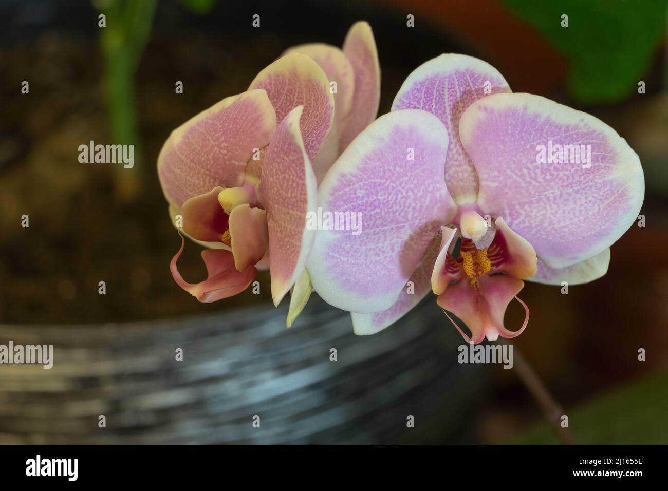 Close up shot of an orchid blooming in pink Stock Photo