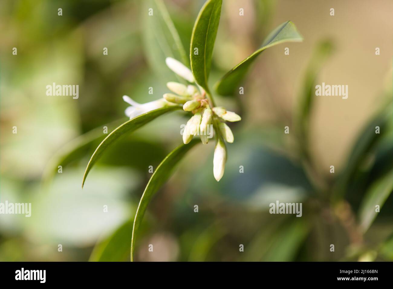 Osmanthus delavayi / Flowering Olive Stock Photo
