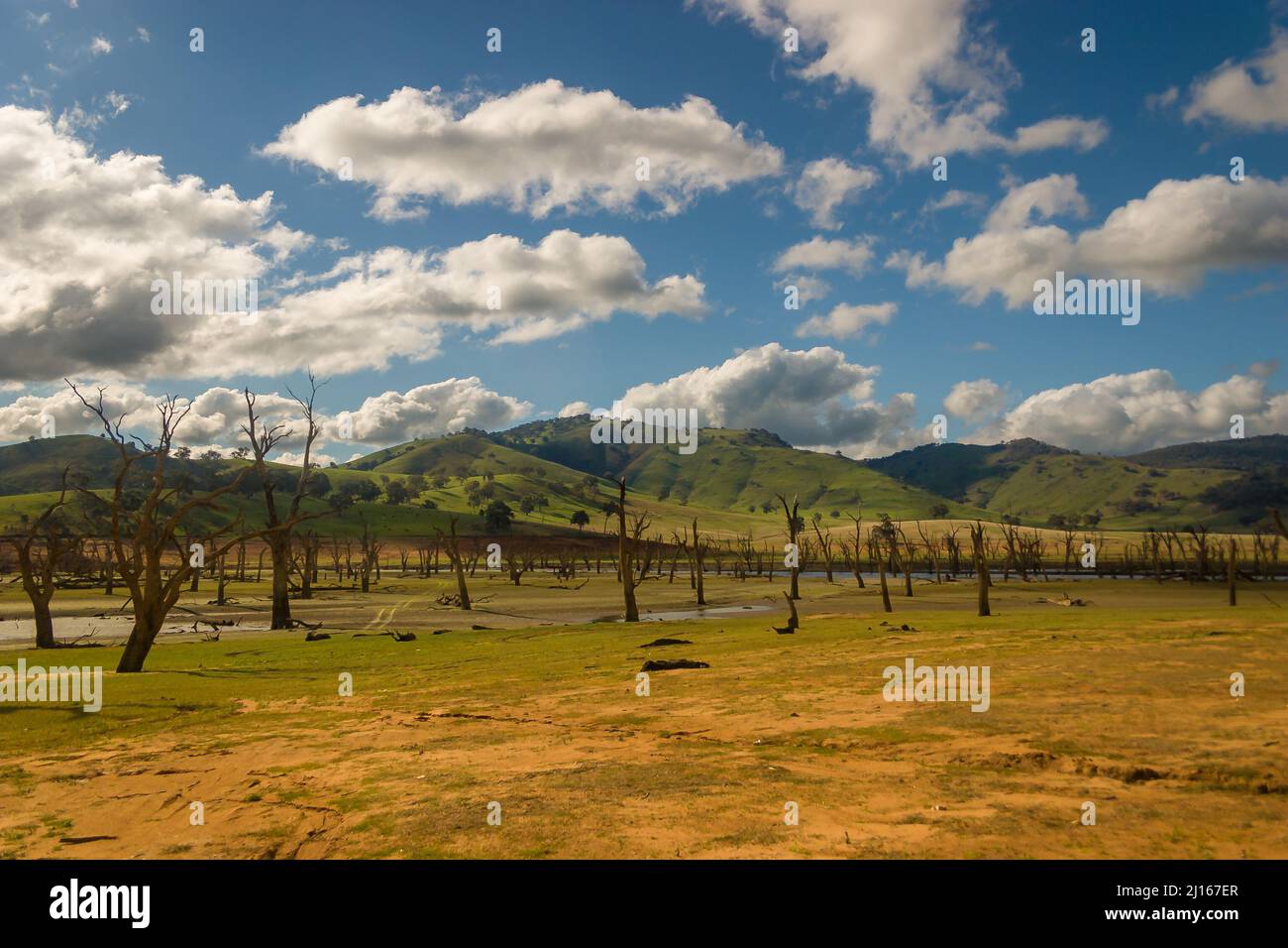 Dead tree graveyard on the dried up bed of lake Hume Stock Photo