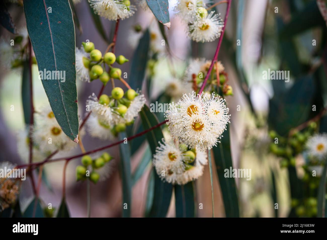 Australian native wildflowers Eucalyptus tereticornis white flowers close-up Stock Photo