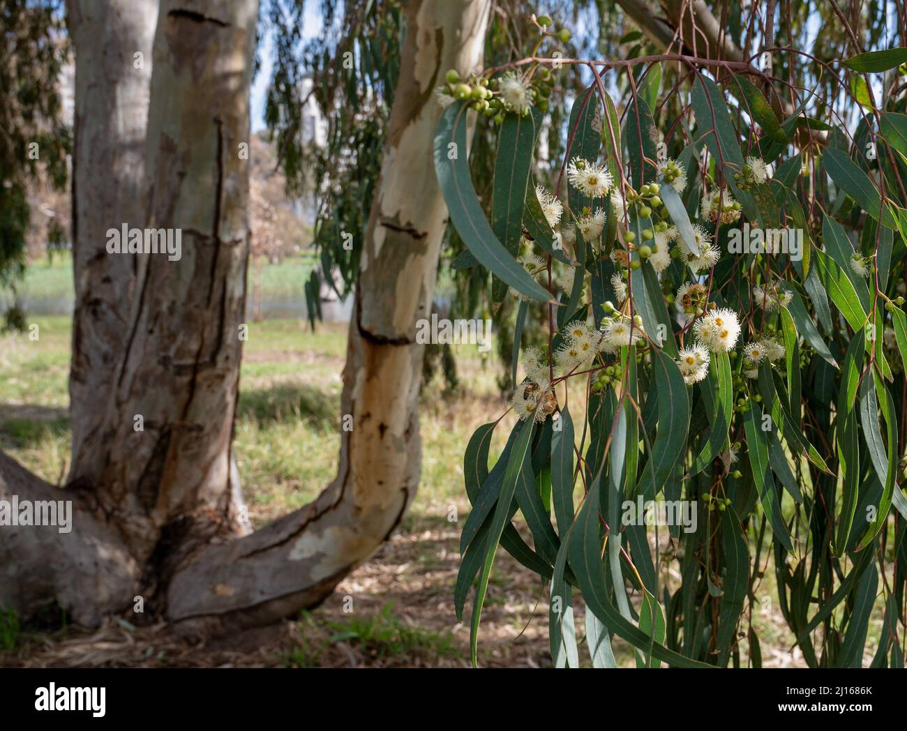 Australian native wildflowers Eucalyptus tereticornis white flowers close-up Stock Photo