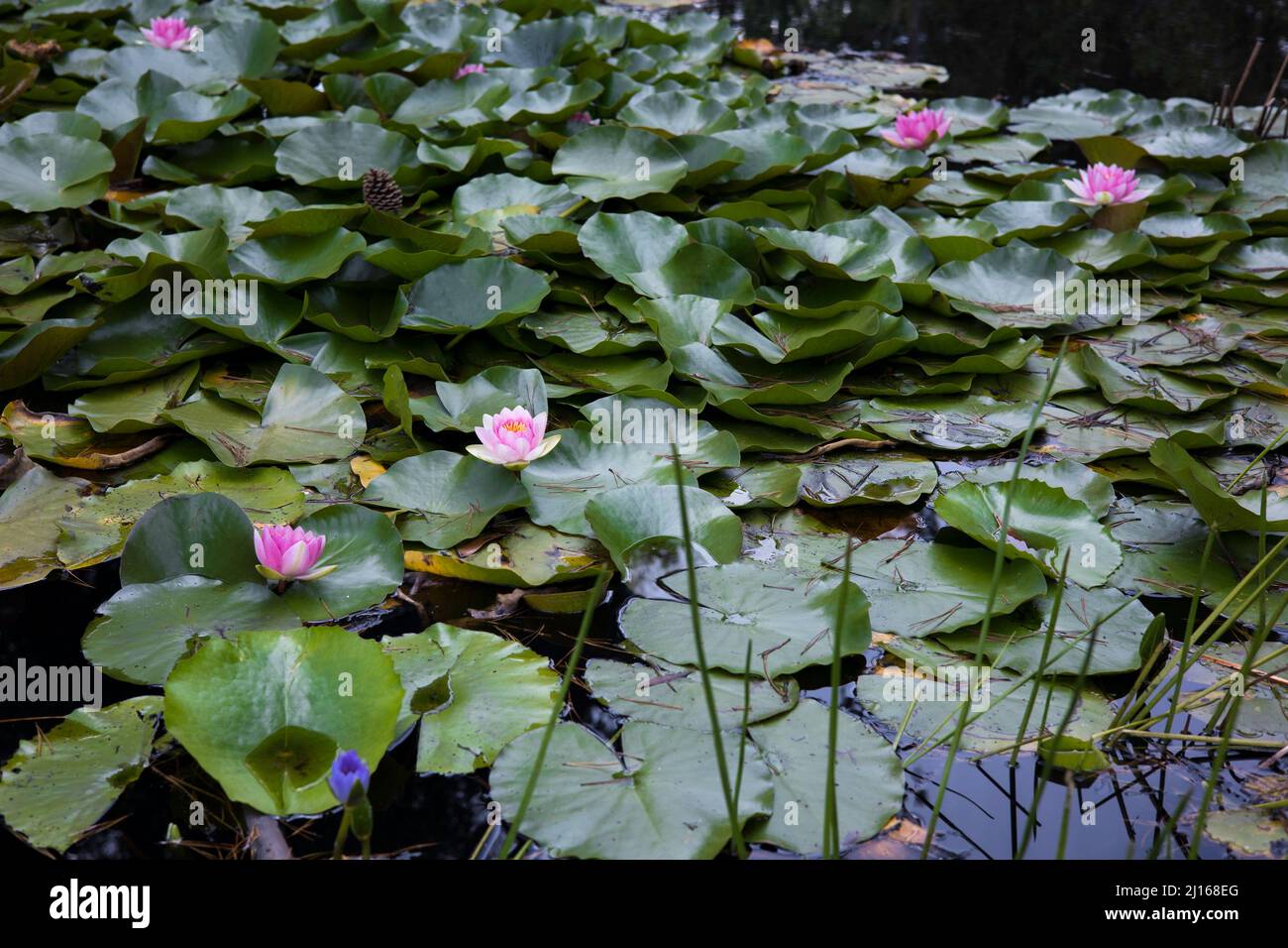 A pond filled with pink water lilies and their large green leaves Stock Photo