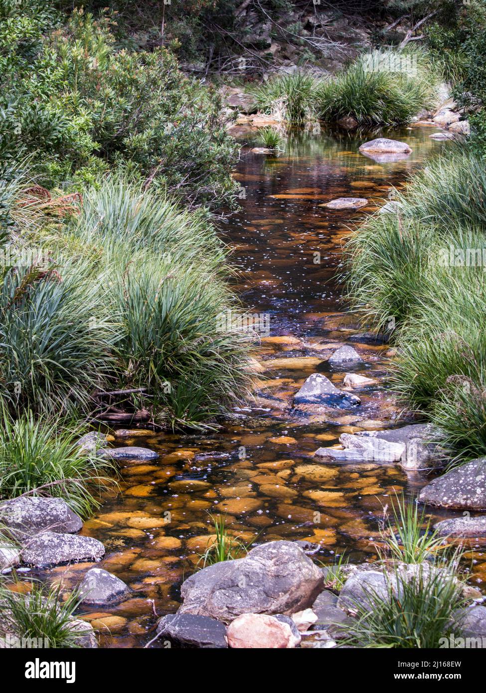A tranquil river in the forest with densely growing green plants and grasses on its banks and pebbles in the clear water Stock Photo