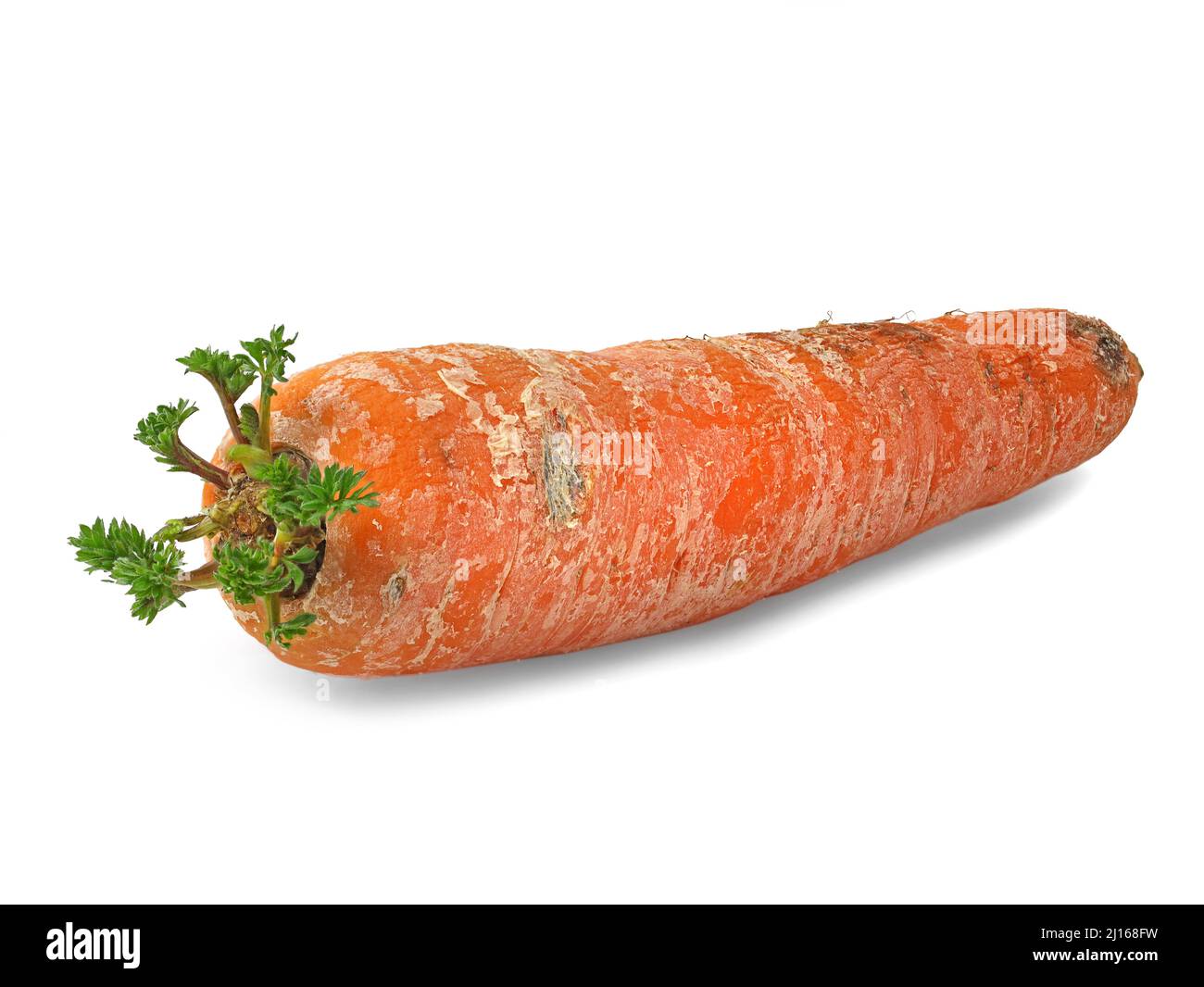 old sprouted carrot isolated on white background, germinating vegetable