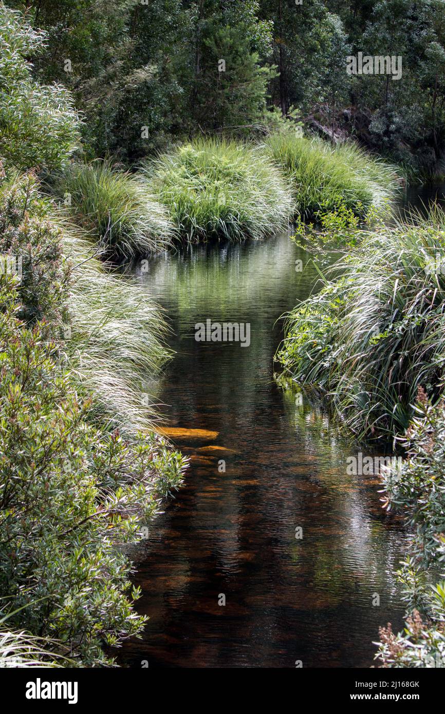 A tranquil river in the forest with densely growing green plants and grasses on its banks Stock Photo