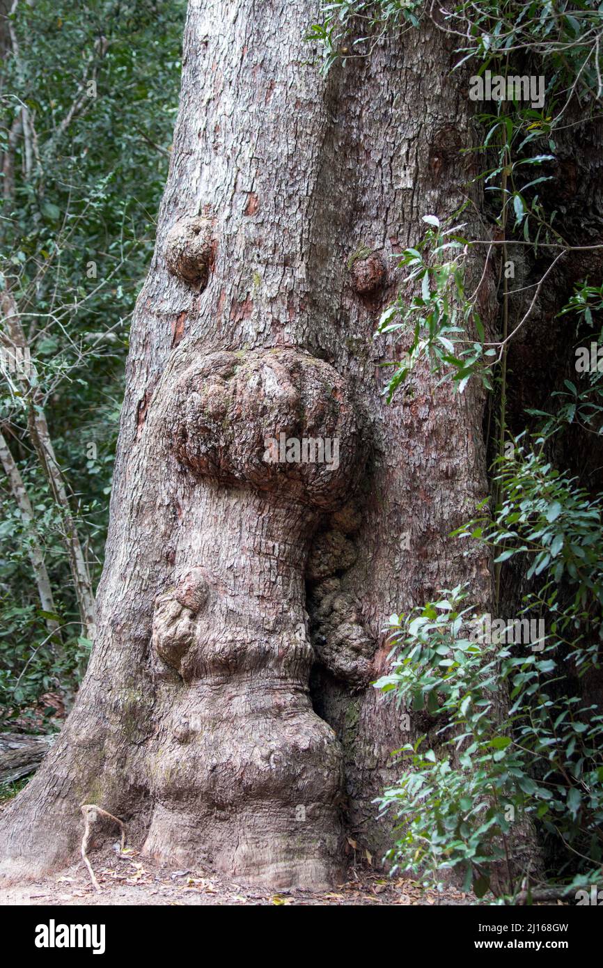 A very old tree growing in the forest with markings on its trunk forming a face with eyes, nose and mouth Stock Photo