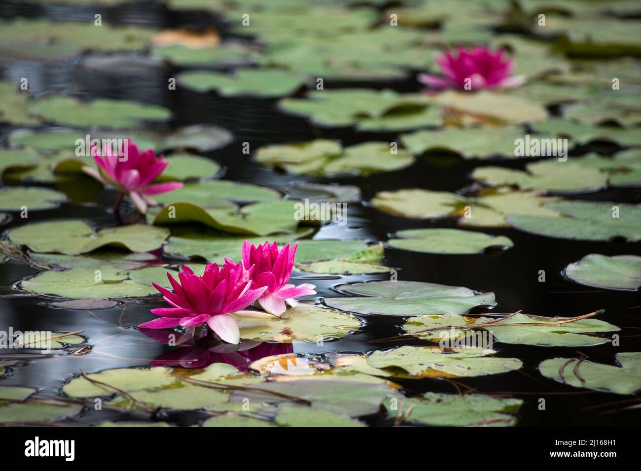 Tranquil pond with dark pink water lilies covering the surface of the water Stock Photo