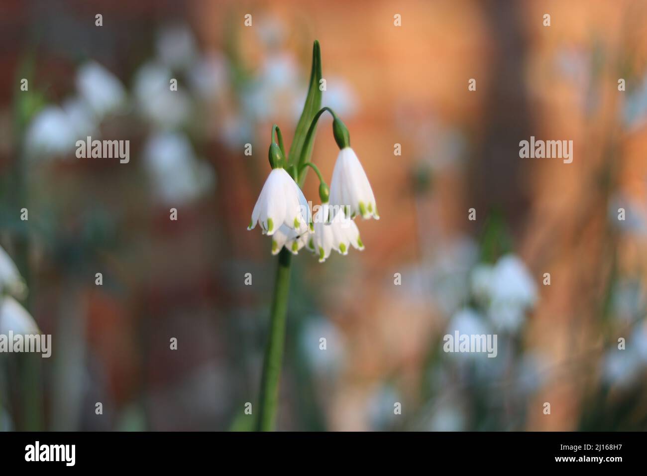 Close up of white galanthus or snowdrop against soft blurred background Stock Photo