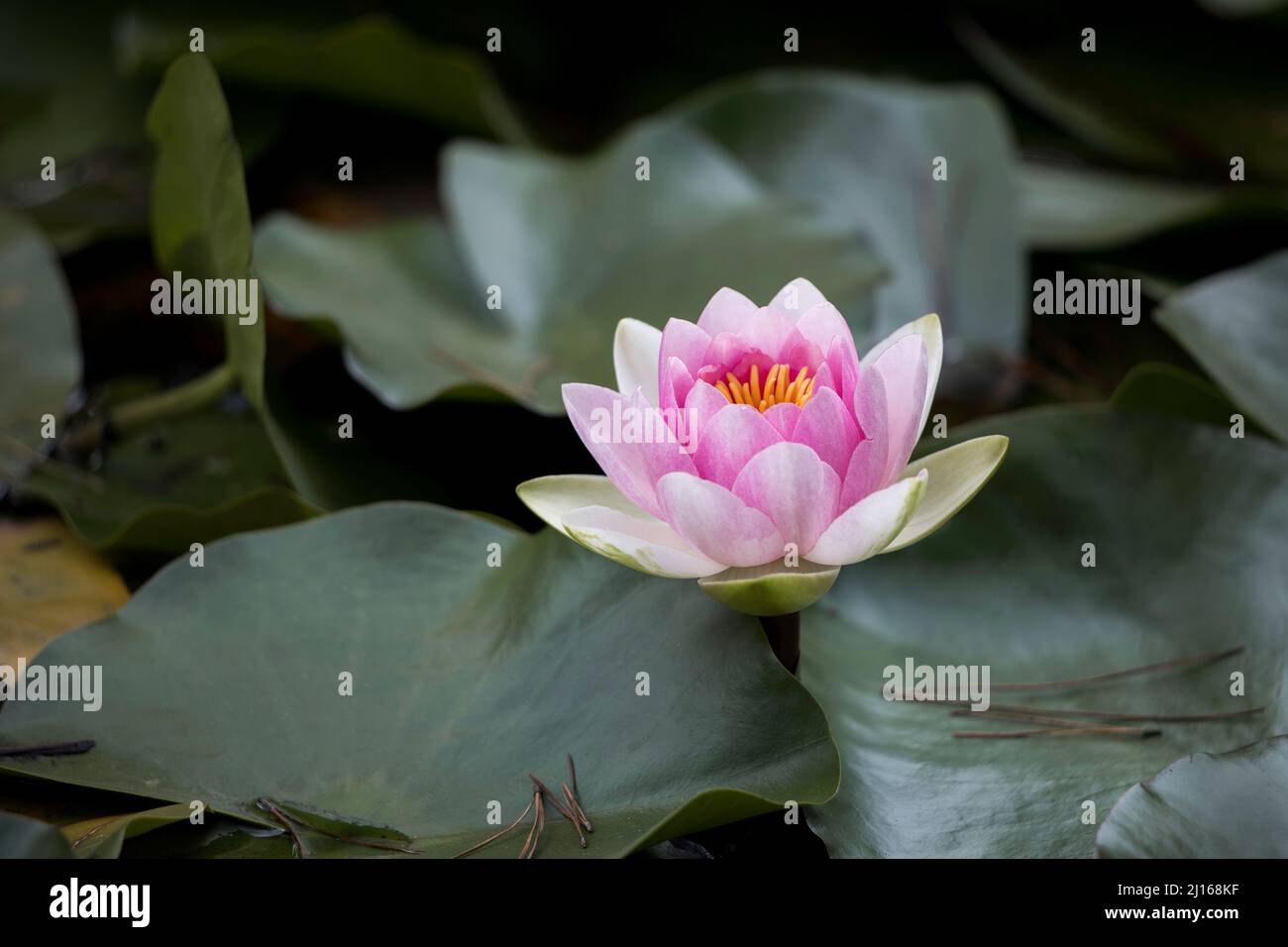 Closeup of one large pink water lily growing on the water surrounded by deep green leaves Stock Photo