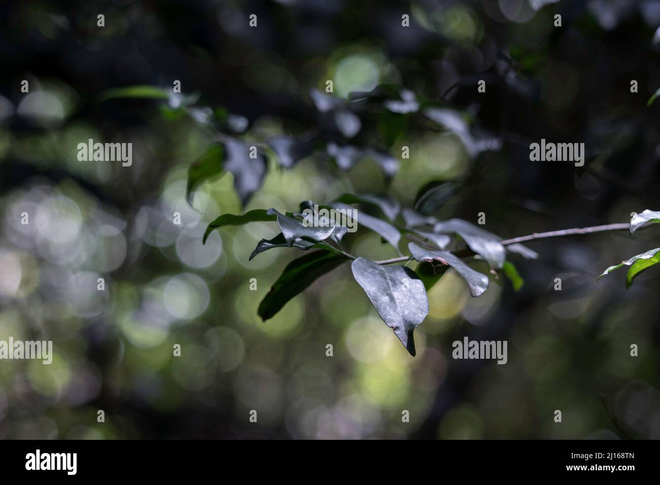 Nature details of green leaves growing on a tree in the forest with bokeh background Stock Photo