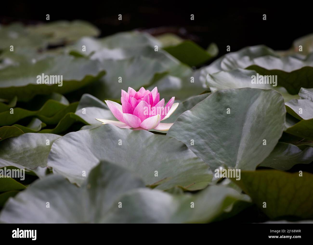 One bright pink water lily standing out surrounded by large deep green leaves Stock Photo