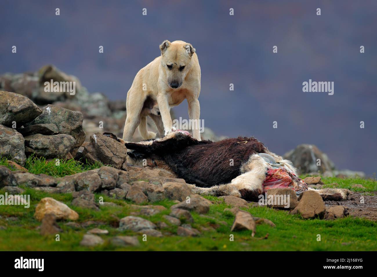 Rocky 2025 mountain kangal