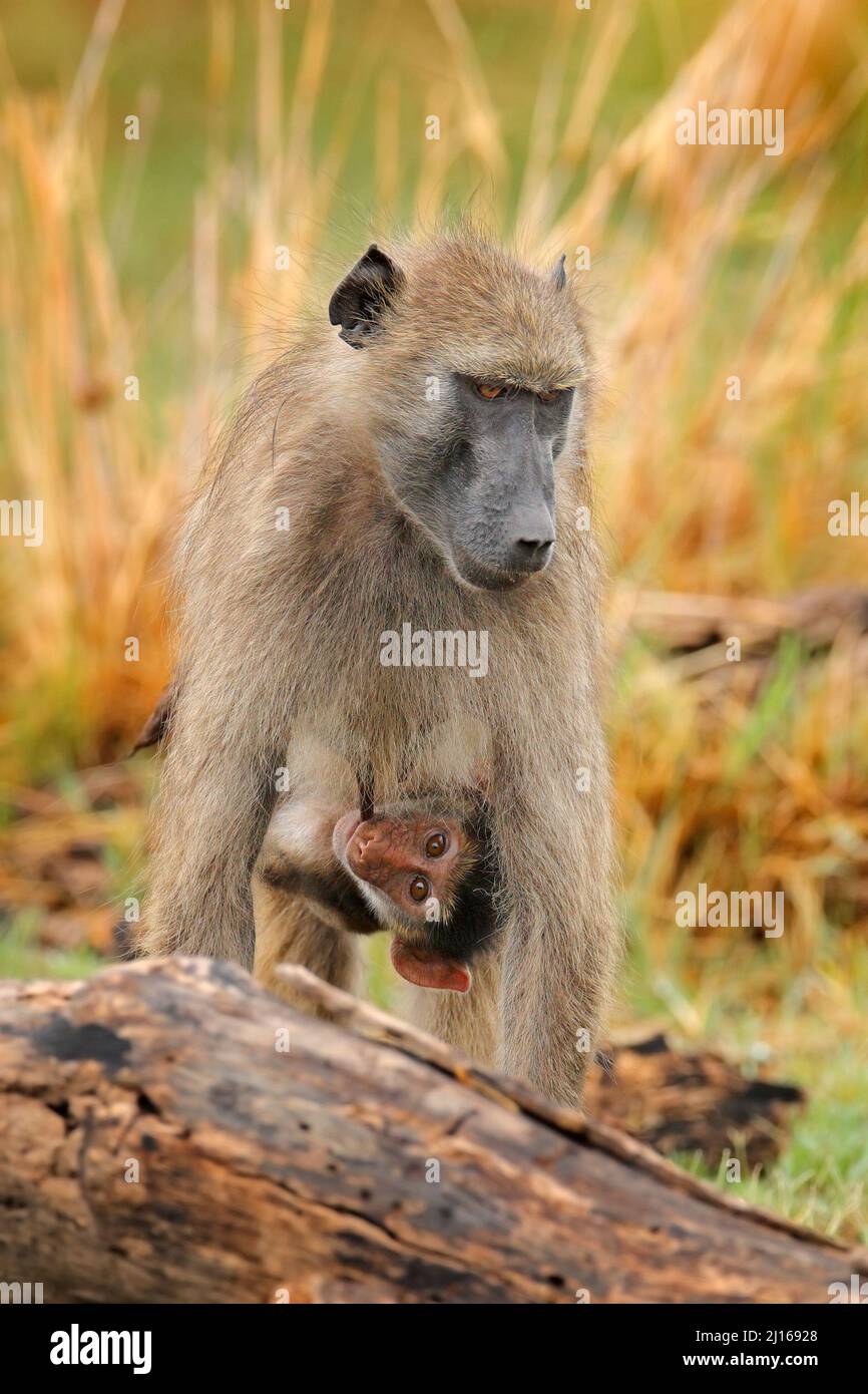 Monkey young cub. Chacma baboon, Papio ursinus, monkey from Moremi, Okavango delta, Botswana. Wild mammal in nature habitat. Monkey feeding fruits in Stock Photo