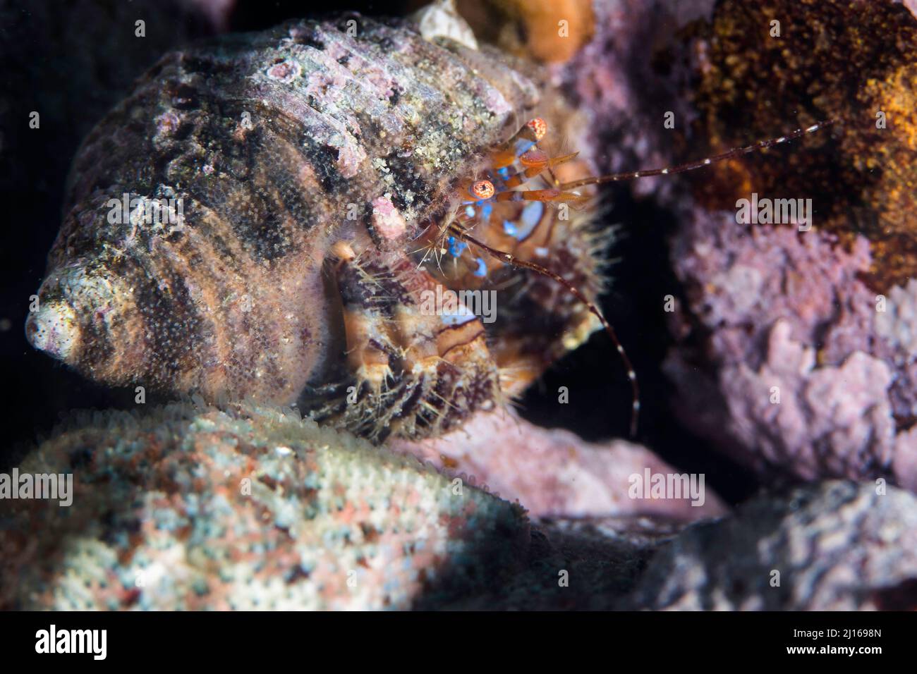 A Blue-striped hermit crab (Pagurus liochele) underwater Stock Photo