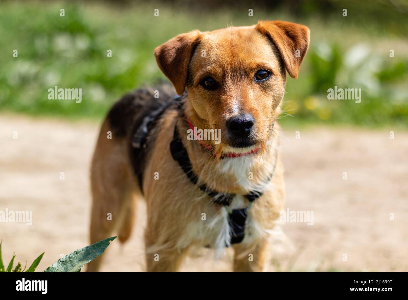 A closeup of a Patterdale Terrier Stock Photo