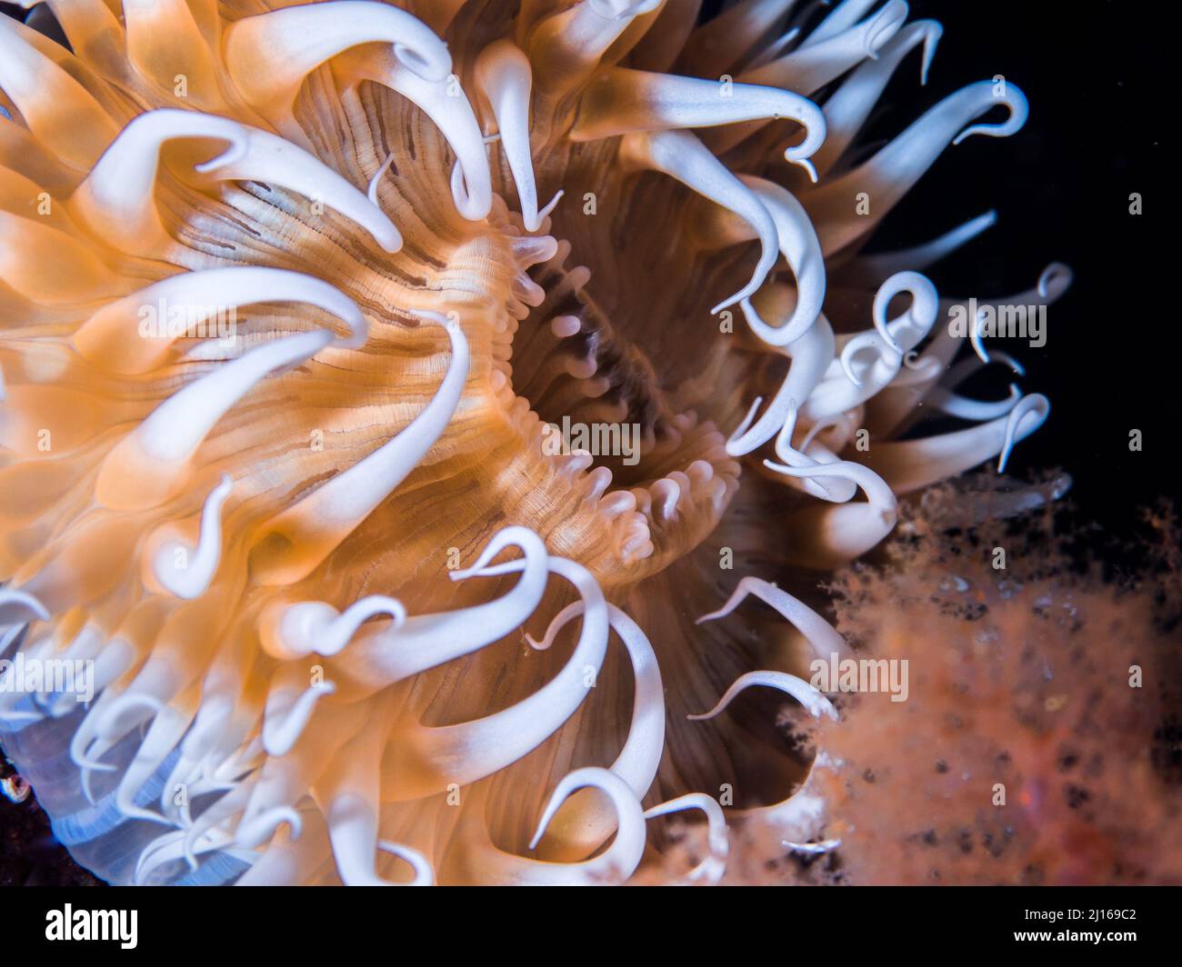 A macro picture of a Striped anemone underwater with a light yellow body and white tentacles Stock Photo