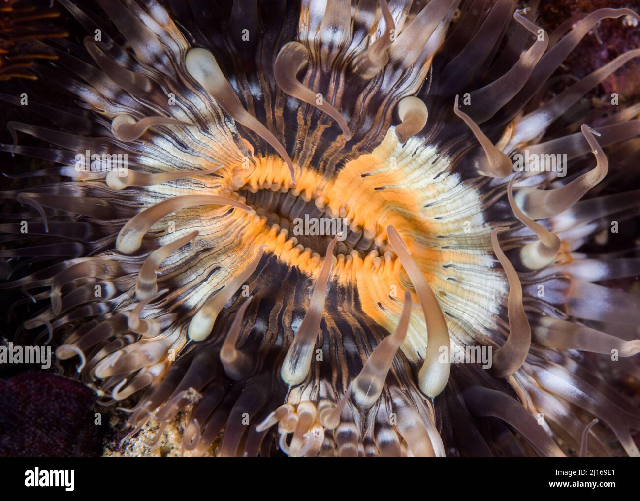 A macro picture of the mouth of a Striped anemone underwater with dark and light brown striped body, orange mouth, and short tentacles Stock Photo