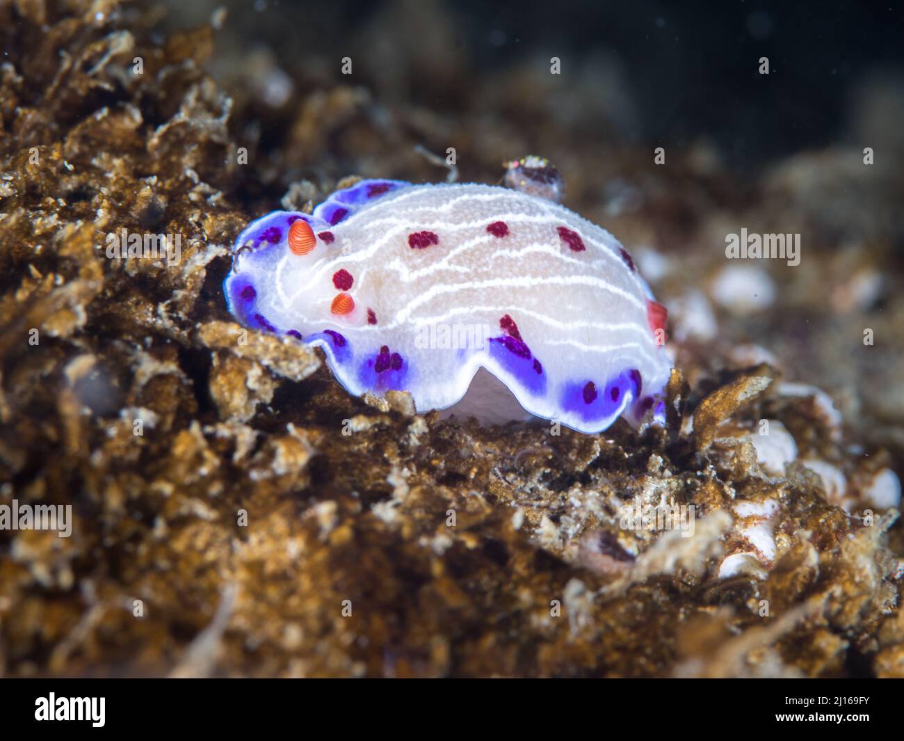 Cape dorid (Hypselodoris capensis) nudibranch underwater, a white-bodied sea slug with purple-spotted margin and white lines and red spots Stock Photo