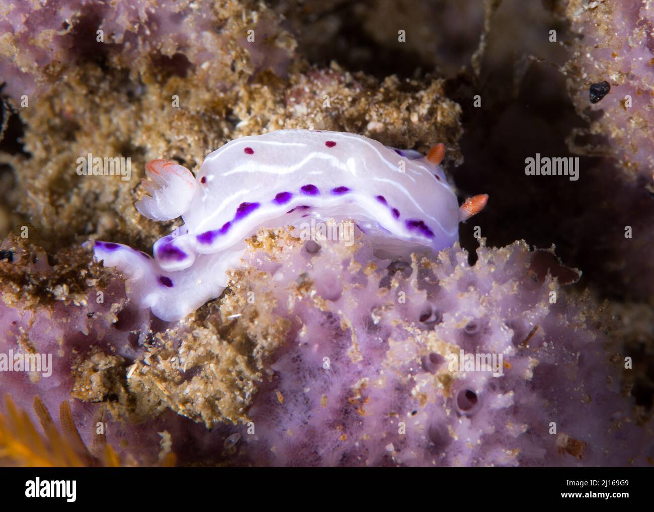 Cape dorid (Hypselodoris capensis) nudibranch underwater, a white-bodied sea slug with purple-spotted margin and white lines and red spots Stock Photo