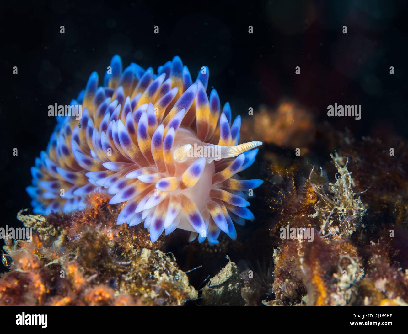 Gas flame nudibranch (Bonisa nakaza) underwater facing the camera, sea slug covered with yellow cerata with blue tips Stock Photo
