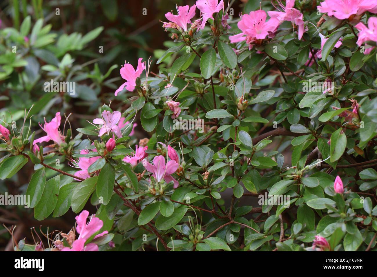 Blooming plant of Rhododendron (disambiguation) Stock Photo