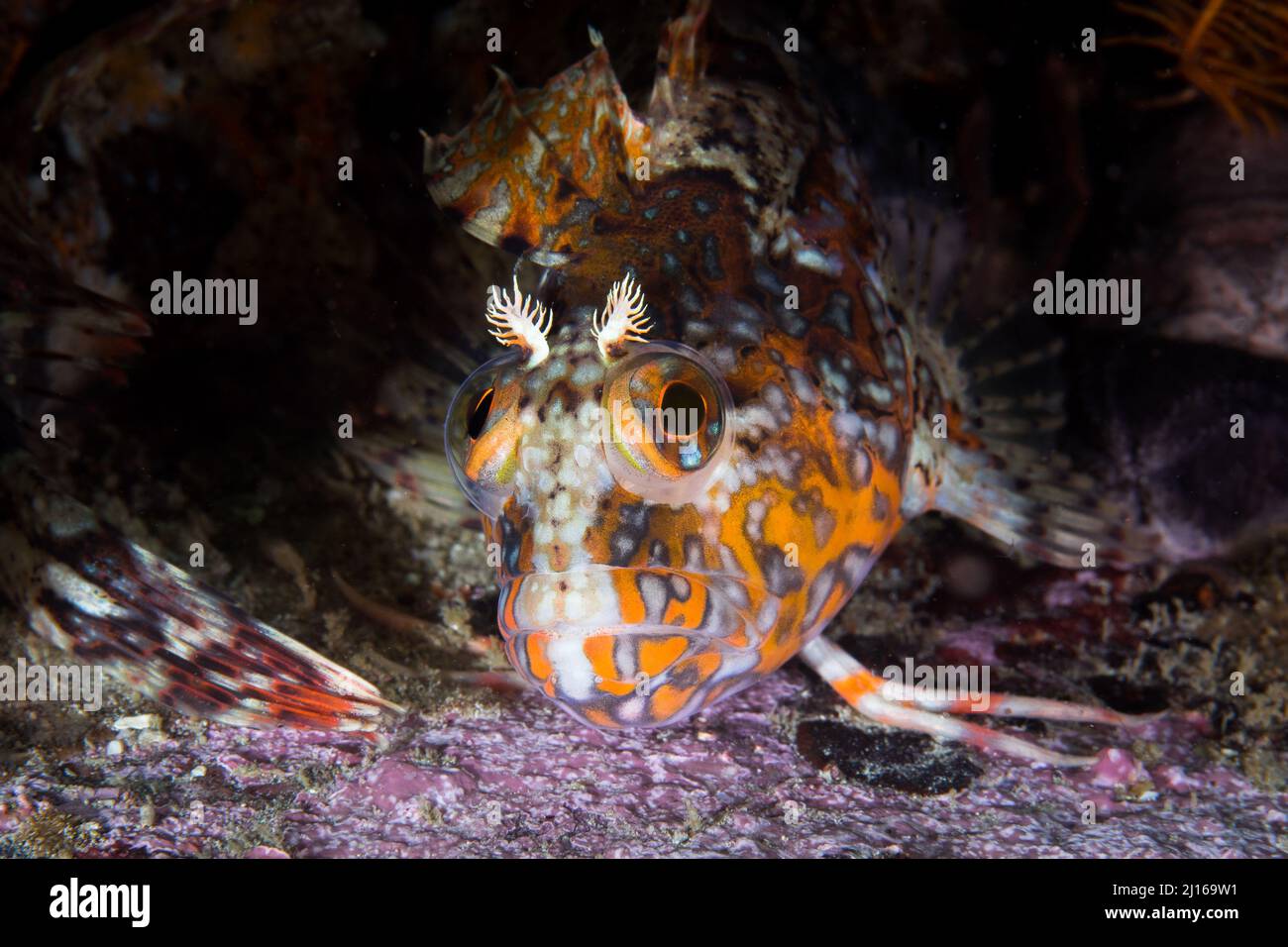 Klipfish (Clinus venustris) a bright colored fish with orange pattern on its skin Stock Photo