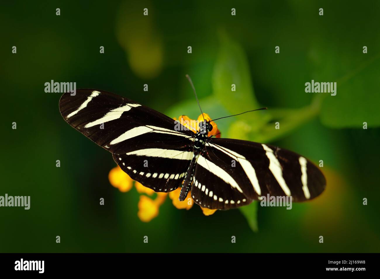 Beautiful butterfly Zebra Longwing, Heliconius charitonius in nature ...