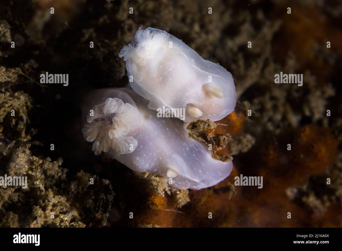 Two Ghost nudibranchs underwater next to each other, a tiny sea slug with white to translucent body Stock Photo